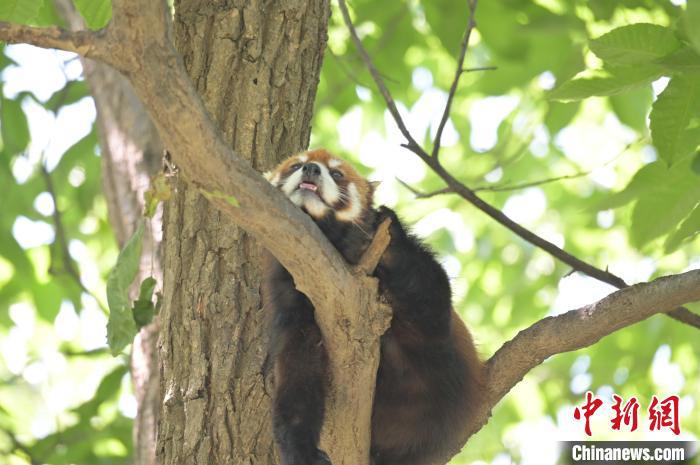 西安秦嶺野生動物園里的小熊貓?！∥靼睬貛X野生動物園供圖