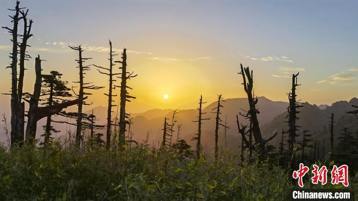 圖為綠意盎然的秦嶺?！≈烊竾疑止珗@供圖