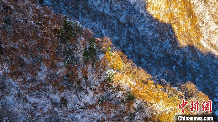 圖為金色晨光“綴”崖間。　太平國家森林公園供圖